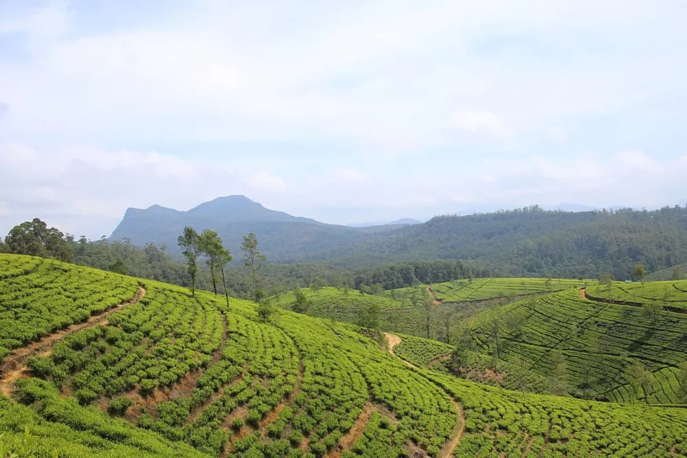 Rows of green tea bushes on hills near Nuwara Eliya, with mountains behind.