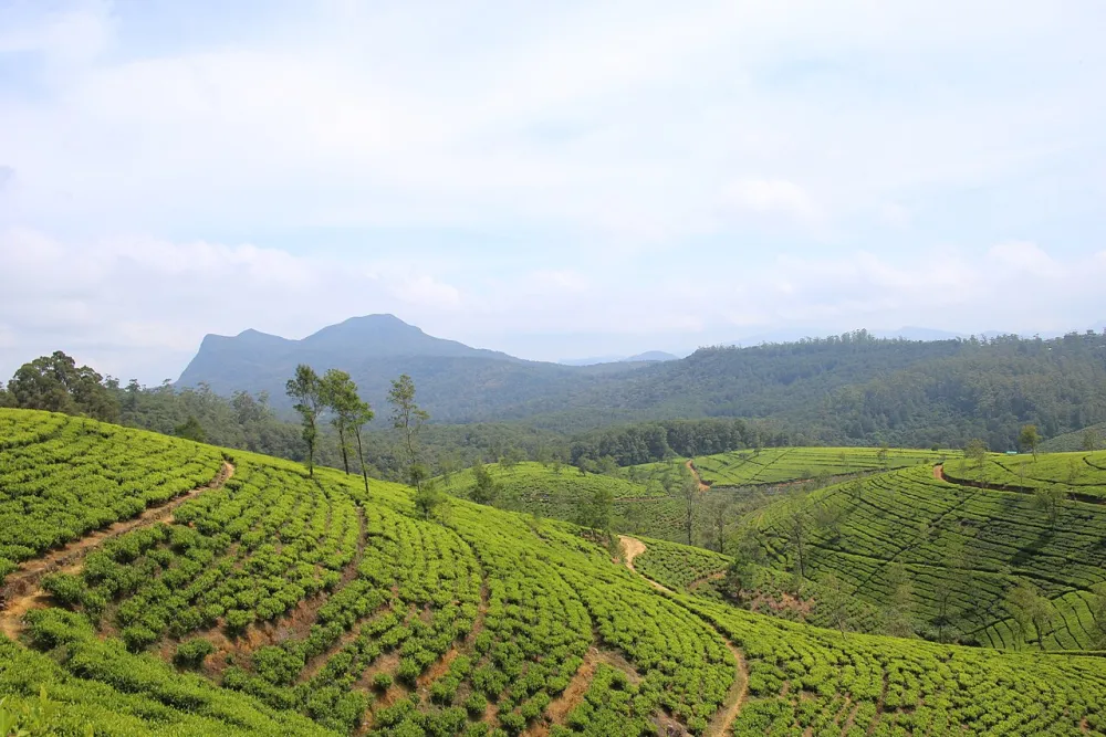 Green tea plantation on the hills near Nuwara Eliya